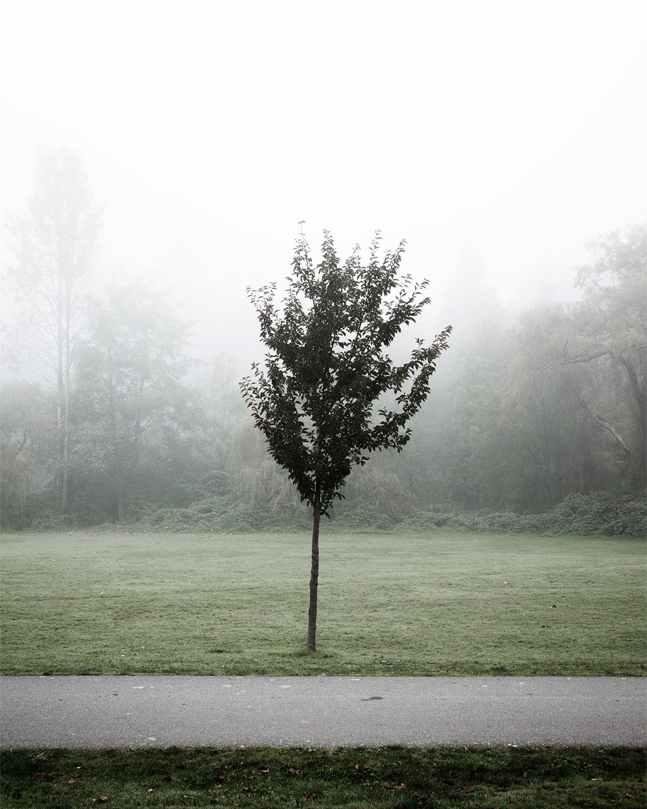Trees // I read, much of the night, and go south in the winter.