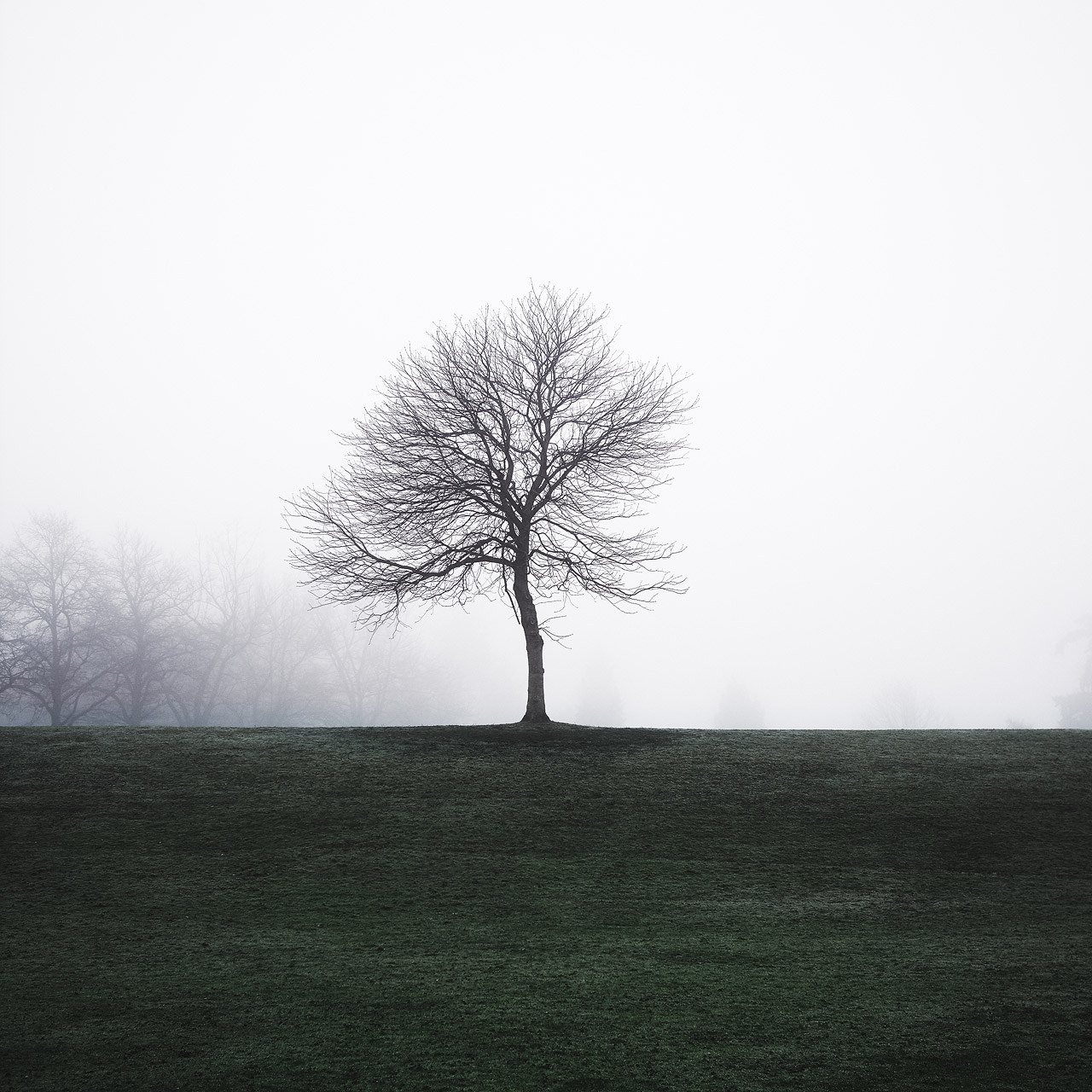 Tree Study III // Marie, hold on tight. And down we went.
