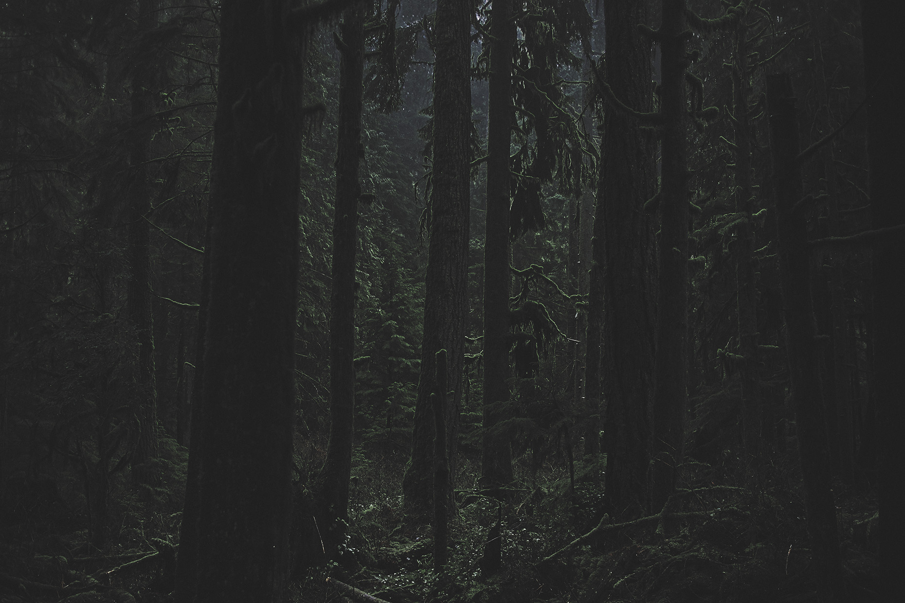 Into The Woods // My cousin’s, he took me out on a sled,